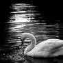 Swan..