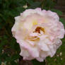 Rose with Dew (1)