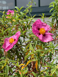 Fuchsia Blooms