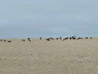 Flock of Gulls