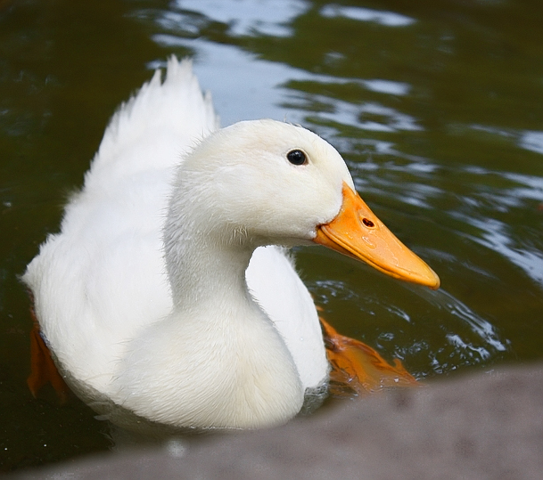 Duck