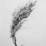 Tree No. 5