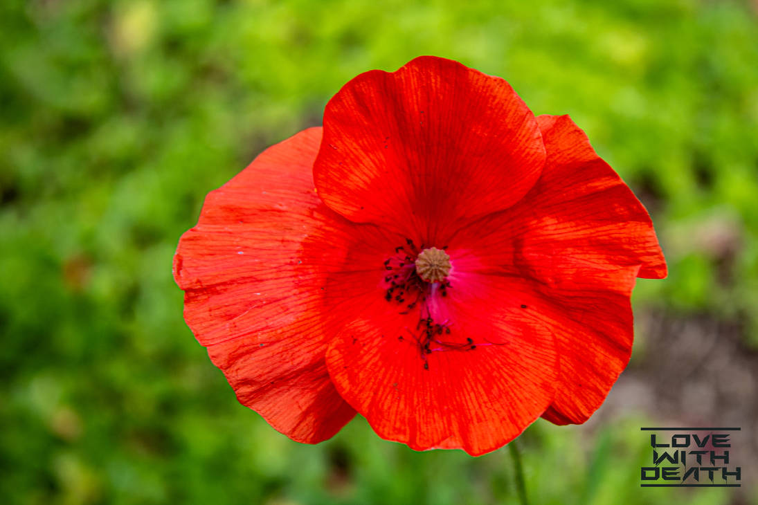 Red Poppy A Symbol of Remembrance and Beauty by lovewithdeath on DeviantArt