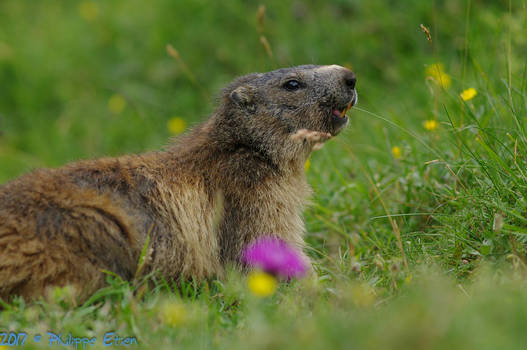 Marmotte Lac de Gliere 013