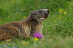 Marmotte Lac de Gliere 013 by Phil01200