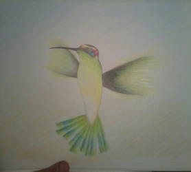 Colibri