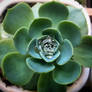 Echeveria Secunda