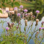 purple afros on flowers