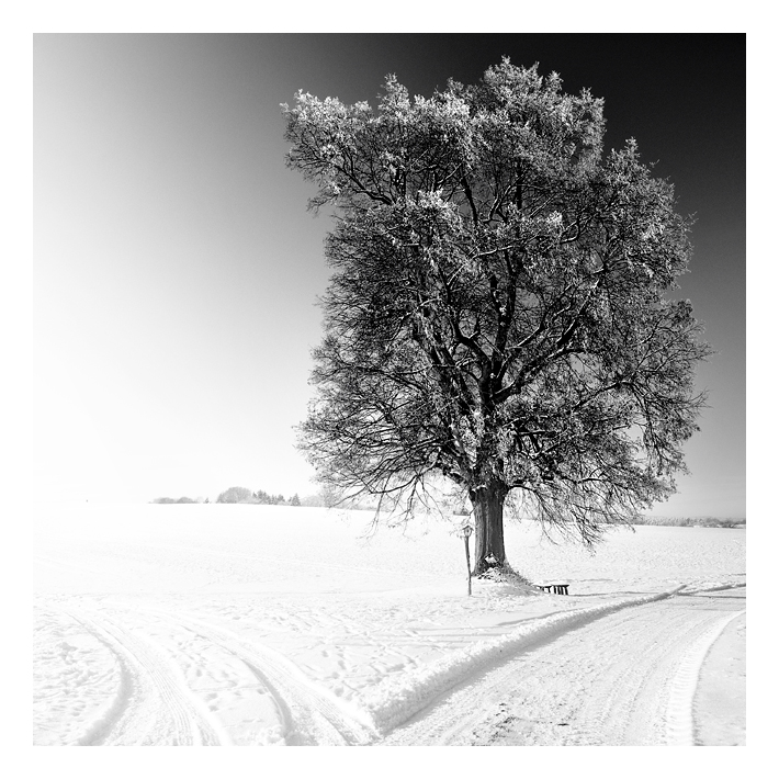 The Old Oak Tree