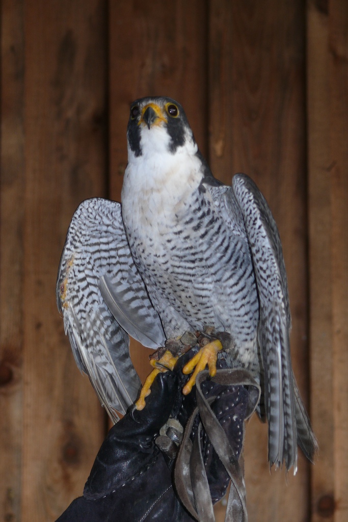 Peregrine III