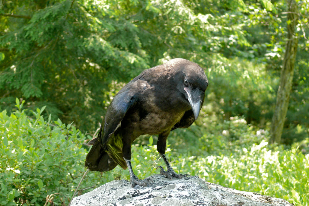 Young Raven I by ixbalam on DeviantArt