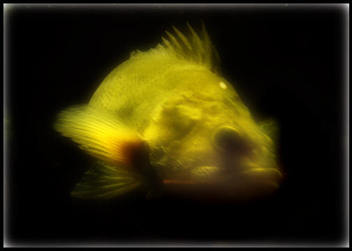 Shock Rai Fish Shock Fish by Etah on DeviantArt