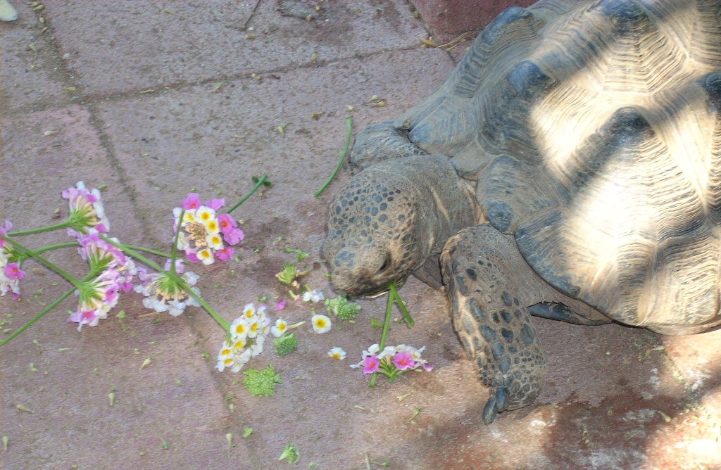 Big Boy Eats Lantana