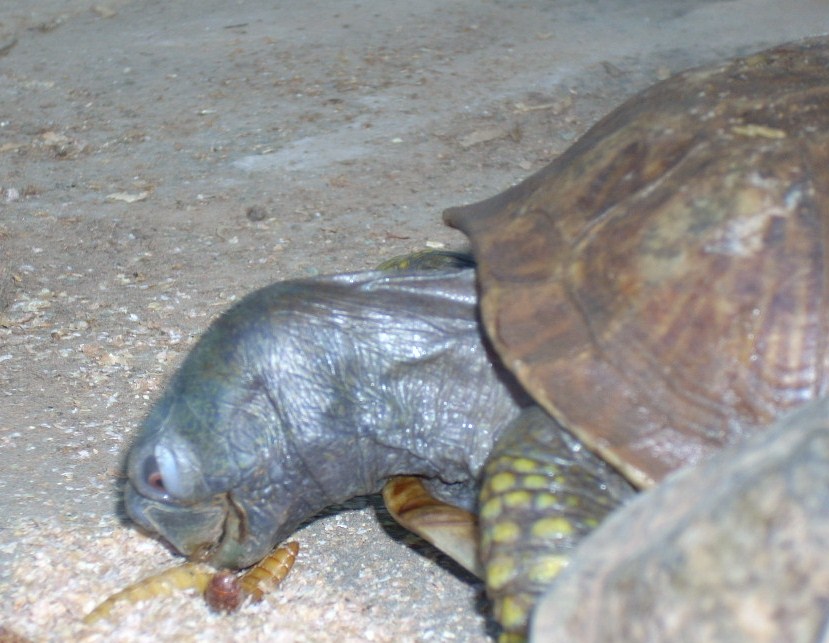 Box Eats Meal Worms