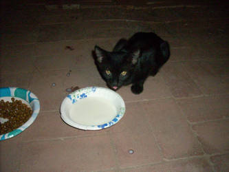 Feeding wild cats/kittens-01