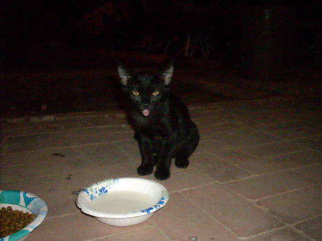 Feeding wild cats/kittens-02