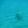 Sea Turtle Crusin