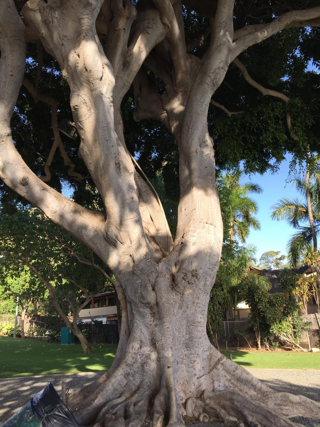 Kapiolani tree by sunbuns99 on DeviantArt