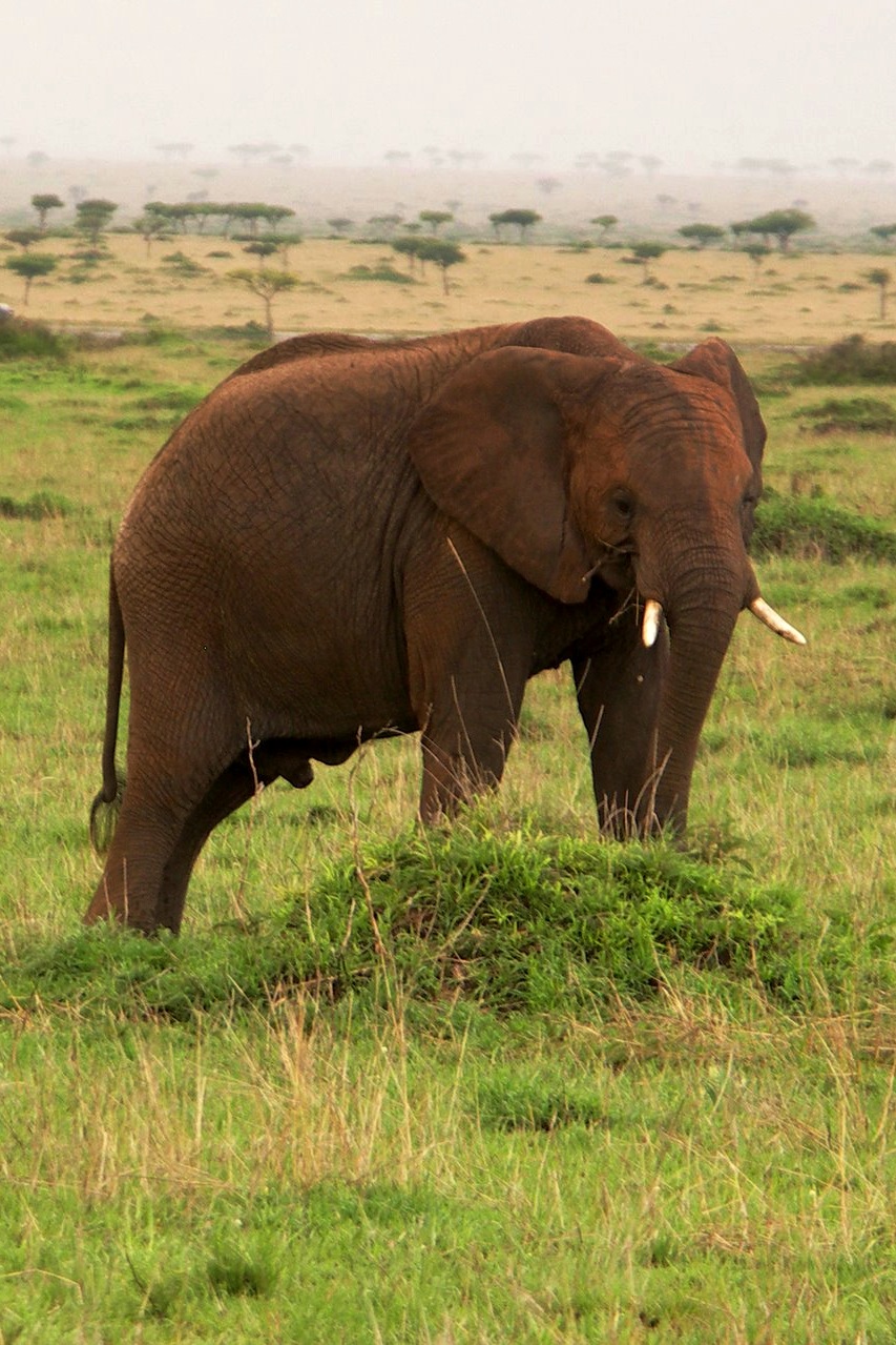 Baby Elephant Rusted