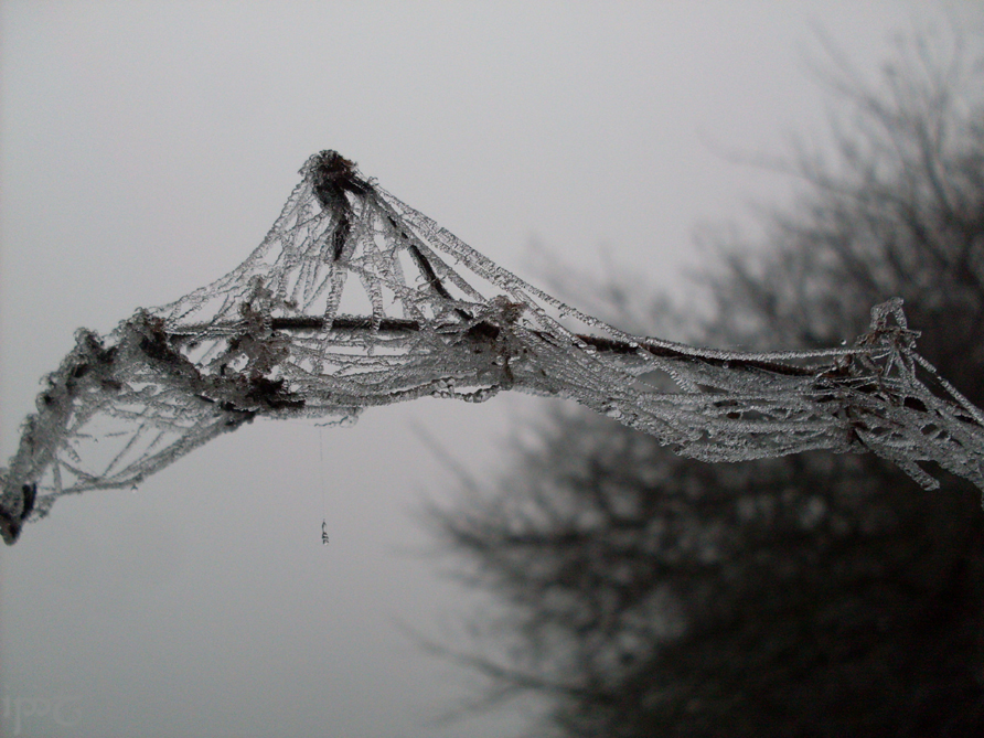 Icy Spiderweb 1