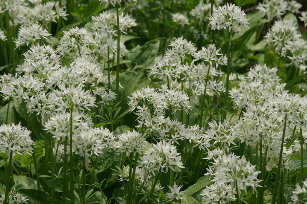 Allium ursinum