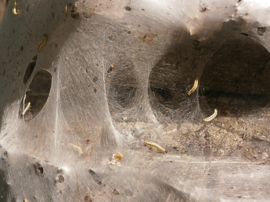 Bird-Cherry Ermine 2