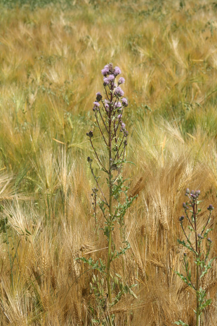 Distel by Indiliel on DeviantArt