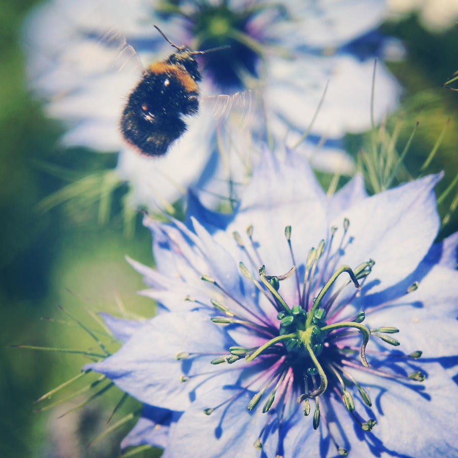 Nigella and bee