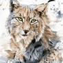 Lynx - Watercolor Portrait