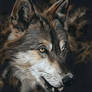 Wolf - Soft Pastel Portrait