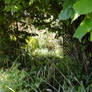 Path under trees