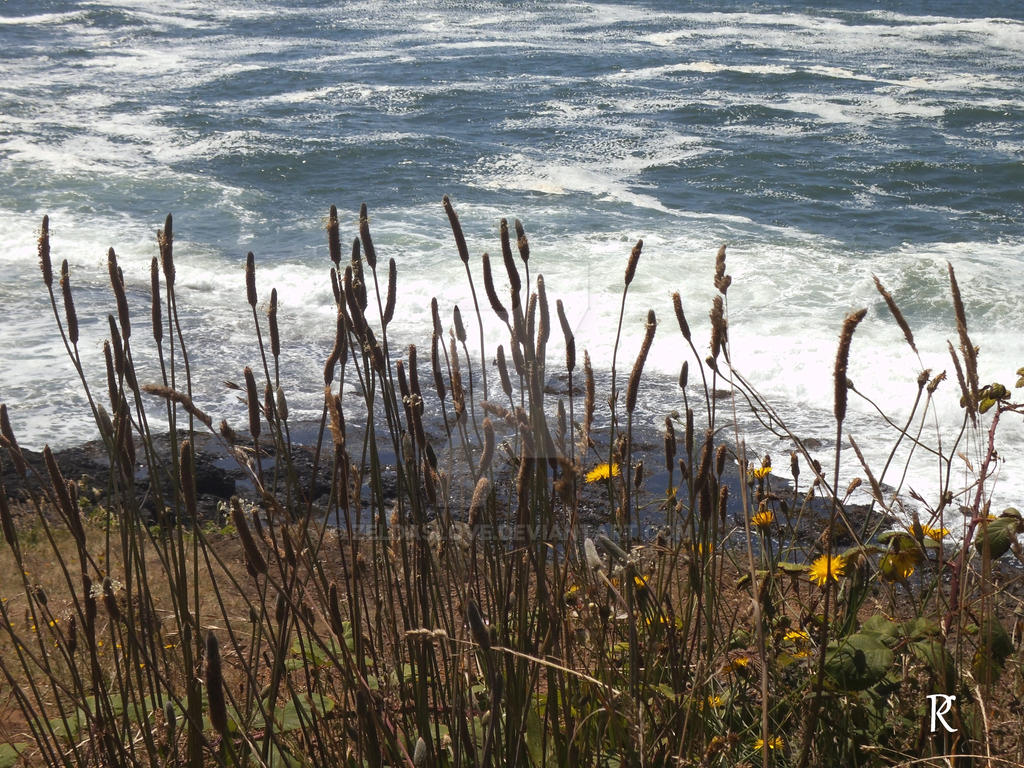 Cattails by ZeldasLove on DeviantArt