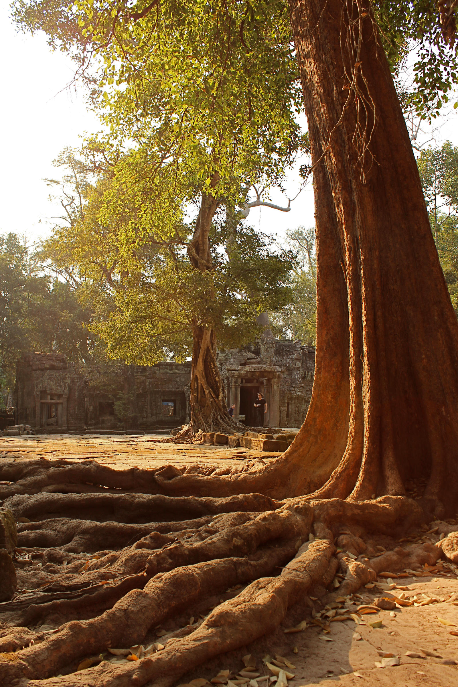 trees of ta prohm: light, roots, and ruin