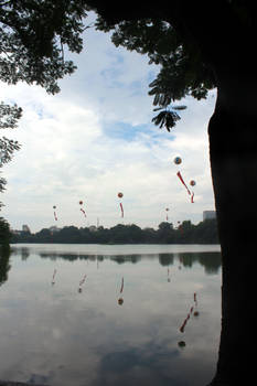 foliage framed helium reflections