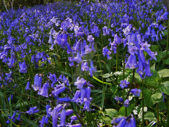 English bluebells