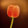 Tulip Declaration of love