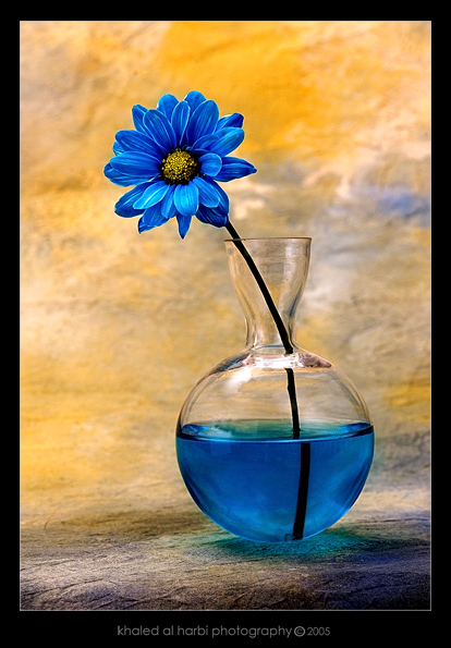Still Life