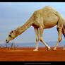 Camel