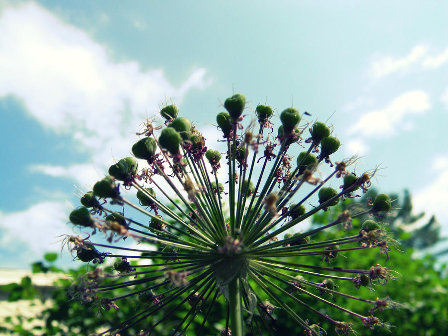 The Fairy Ferris Wheel