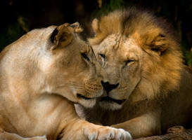 Feline Romance