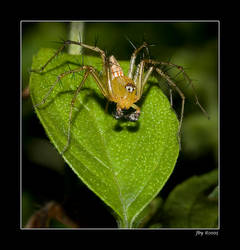 Lynx Spider