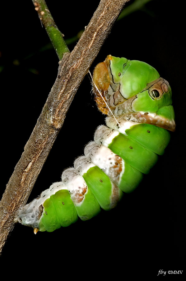 Ready to pupate