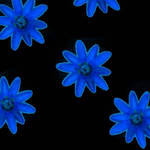 blue flowers by trillkill