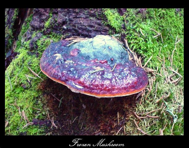 Frozen Mushroom