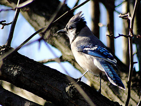 Blue Jay