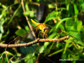 Dragonfly