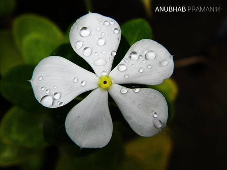 Beautiful Flowers