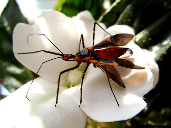 bug in white flower2