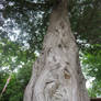 Cedar Tree looking Up 3