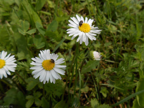 Daisies